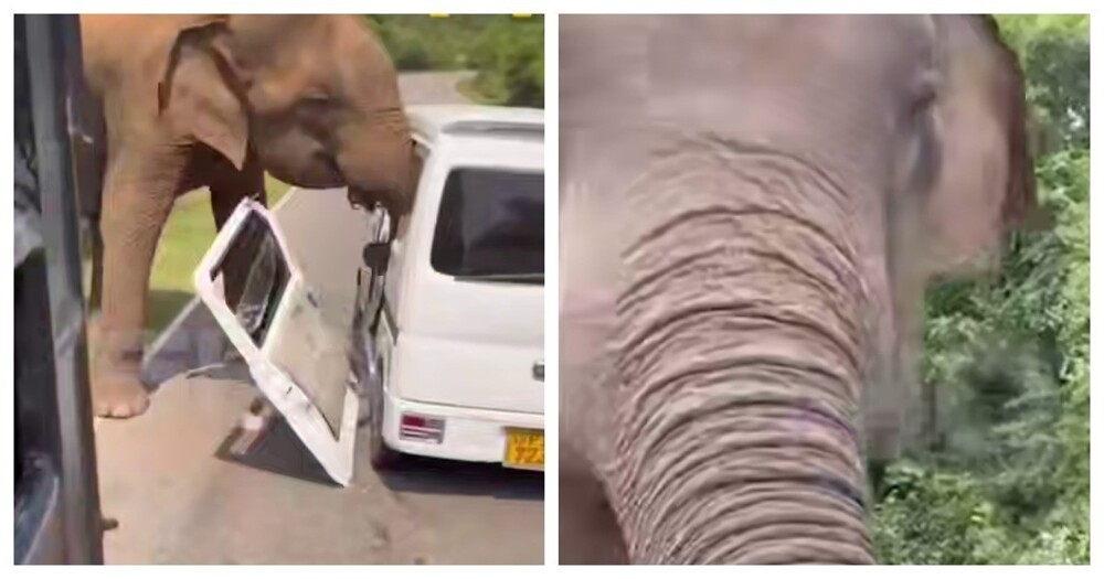 
        Слон напал на&nbsp;автомобиль с&nbsp;российскими туристами    