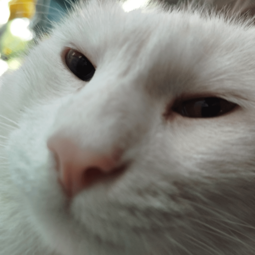 
        20&nbsp;кодов доступа к&nbsp;котонастроениям и&nbsp;которазвлечениям    