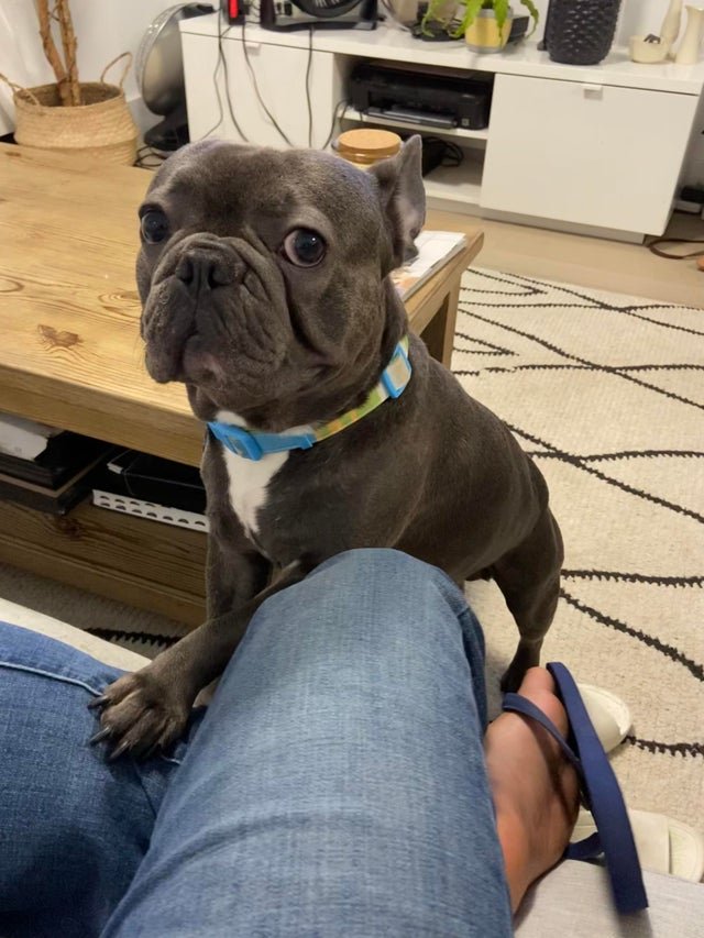 Смешные животные, которым нужна ваша еда (22 фото) Смешные животные, которым нужна ваша еда (22 фото)