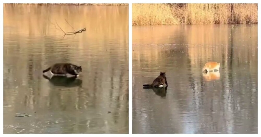 
        Кот&nbsp;испортил сородичу охоту    