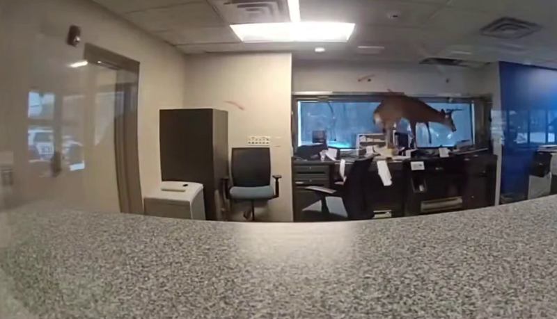 
        Олень устроил хаос в&nbsp;американском банке    