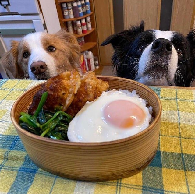 Смешные животные, которым нужна ваша еда (22 фото) Смешные животные, которым нужна ваша еда (22 фото)