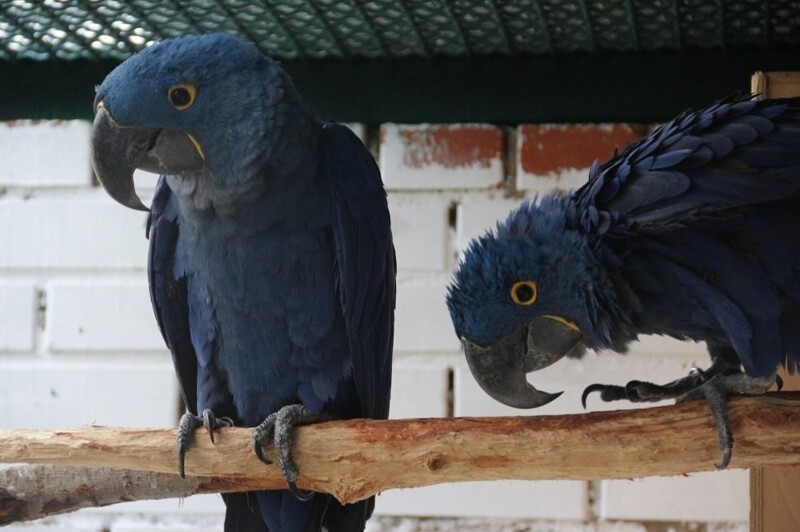 
        Московский зоопарк установил мировой рекорд по&nbsp;числу представленных видов животных    