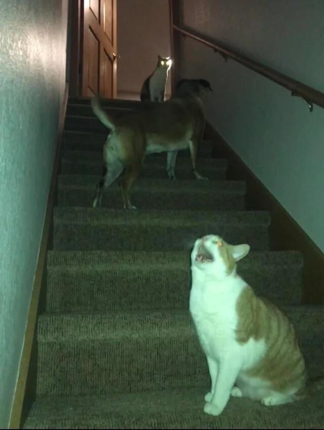 25 котиков, которые следят за дедлайнами и настроением
25 котиков, которые следят за дедлайнами и настроением