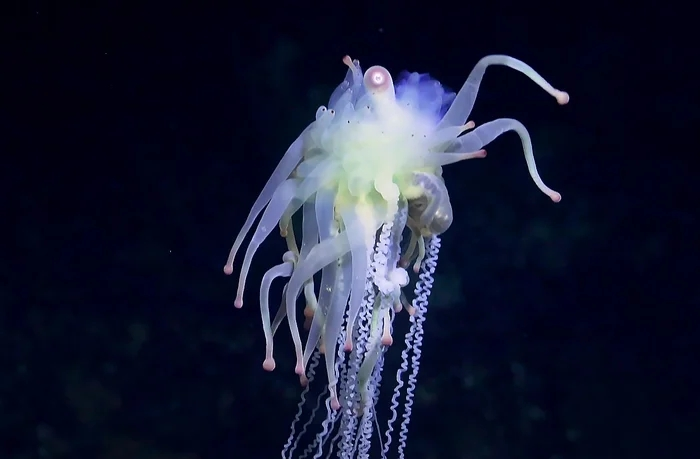 
        Батифиза шишковатая: макаронный монстр в&nbsp;реальности    