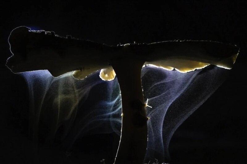 
        Всемирная премия в&nbsp;области фотографии природы 2025 год    