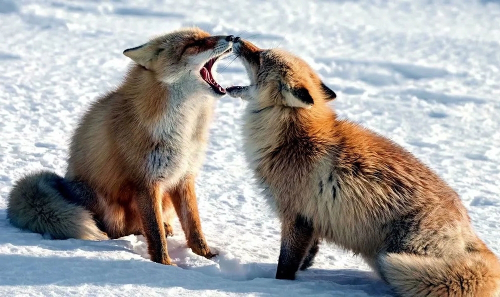 
        Зачем лисы открывают рты&nbsp;и&nbsp;встают на&nbsp;задние лапы, когда ссорятся    