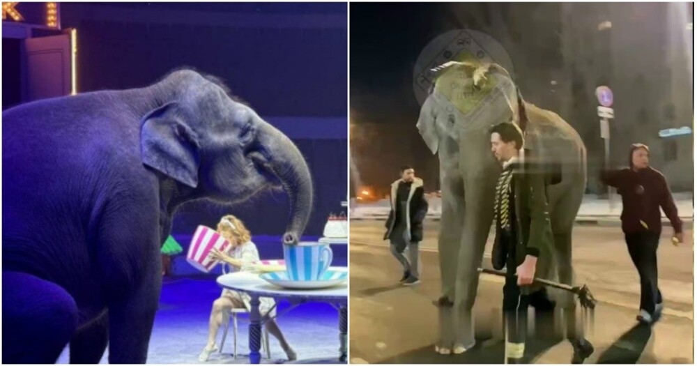 
        Лысый мамонт на&nbsp;минималках: самарский слон решился на&nbsp;побег в&nbsp;-21&deg;C    