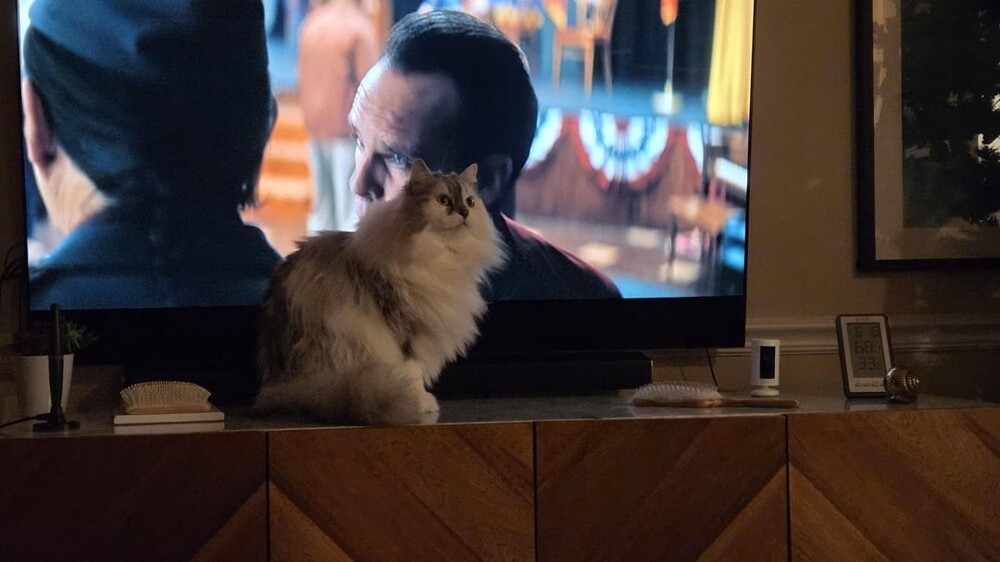 
        25&nbsp;вдохновляющих пушистых помощников, которые властвуют в&nbsp;домах и&nbsp;сердцах    