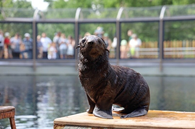 
        Московский зоопарк установил мировой рекорд по&nbsp;числу представленных видов животных    