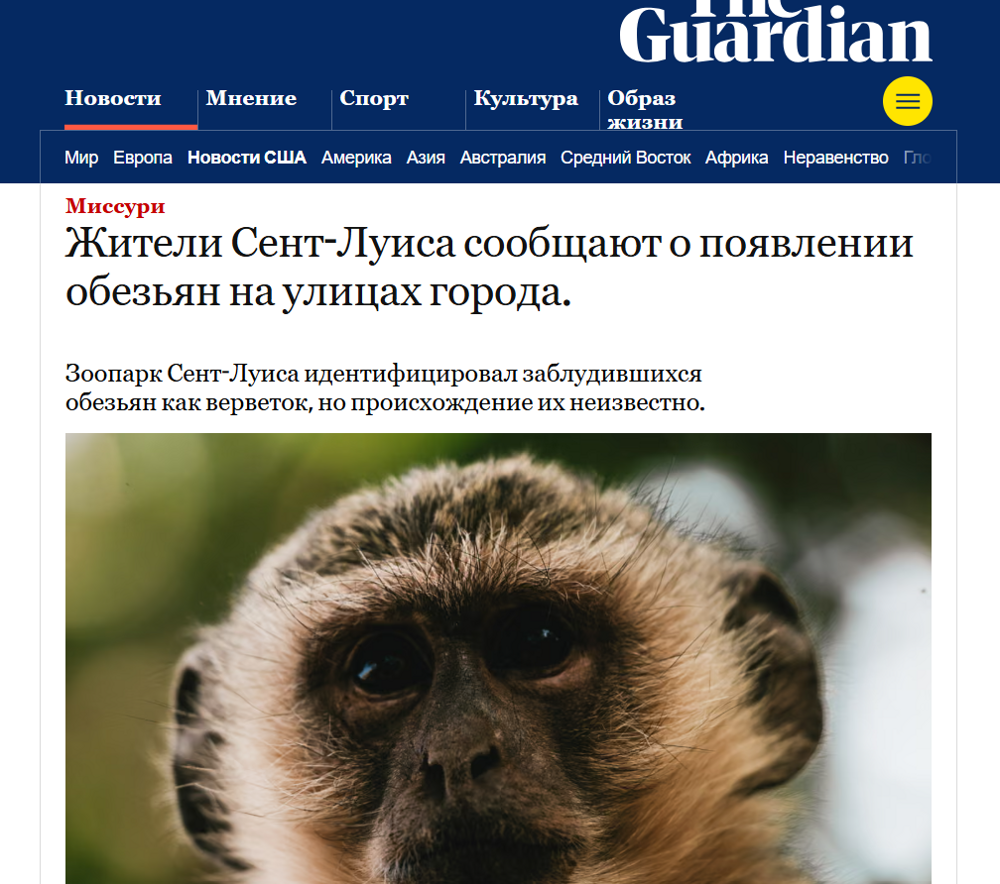 
        В&nbsp;Сент-Луисе банда приматов с&nbsp;"высоким интеллектом" водит за&nbsp;нос&nbsp;службу отлова и&nbsp;полицию    