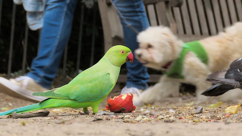 
        Лондон &ndash; город зеленых попугаев    