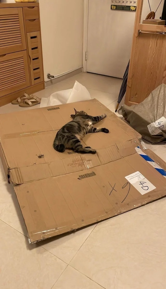 Подборка фотографий со смешными котами (22 фото)