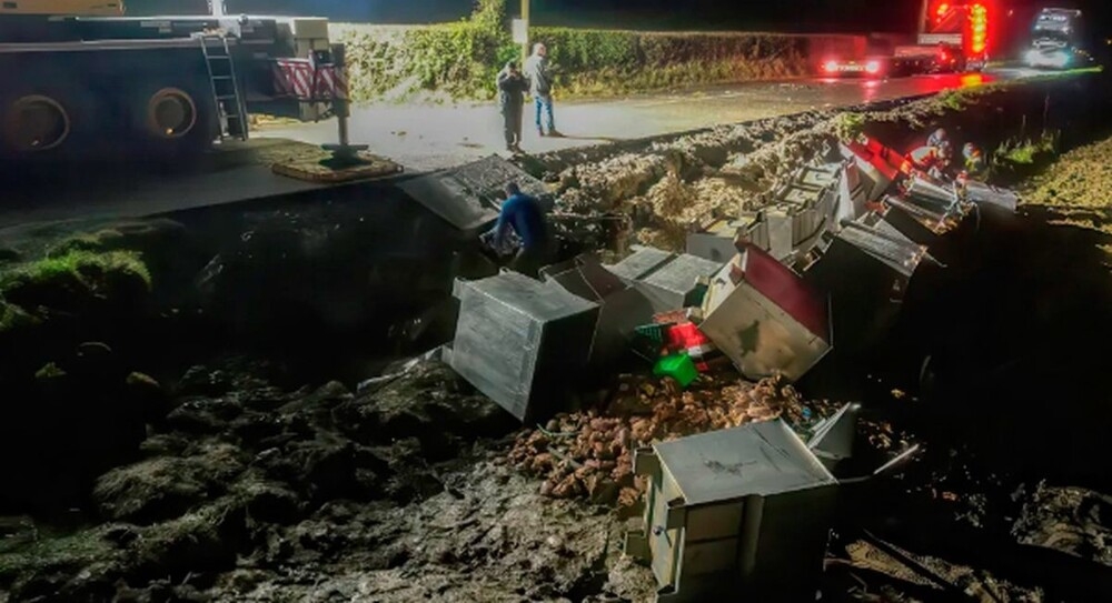
        Тысячи крабов сбежали из&nbsp;перевернувшегося грузовика    