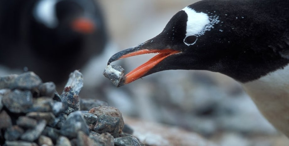 
        Дарение камней у&nbsp;пингвинов: скандальная традиция с&nbsp;драками, похотью и&nbsp;воровством!    