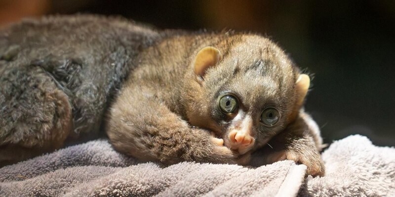 В Московском зоопарке родился краснокнижный примат потто
В Московском зоопарке родился краснокнижный примат потто
