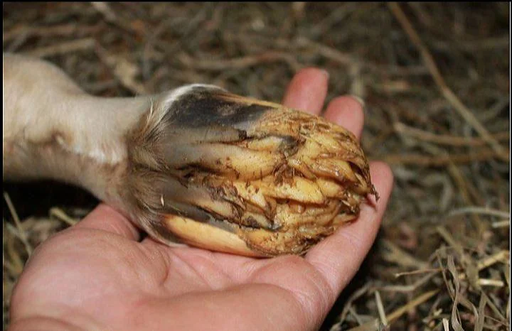 
        &laquo;Щупальца&raquo; на&nbsp;копытах жеребят    