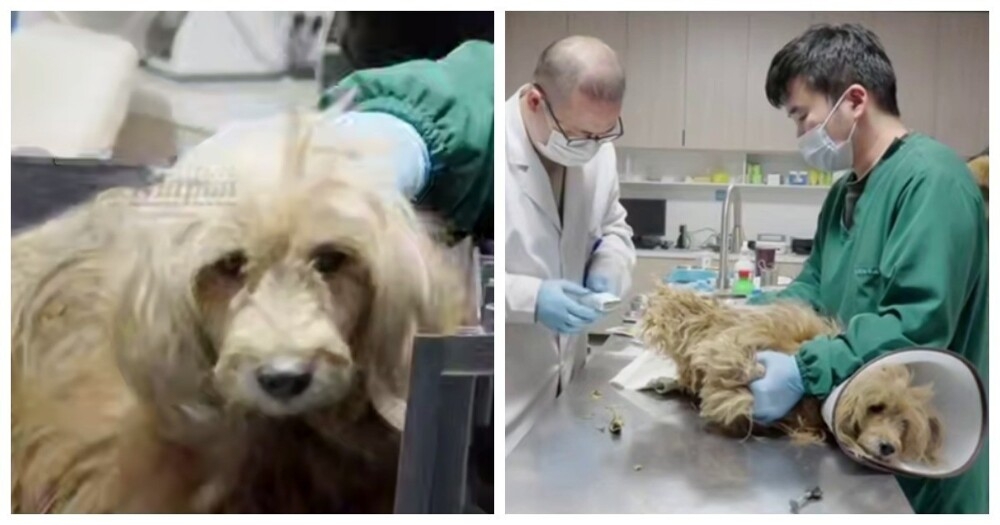 
        Китайский Хатико    