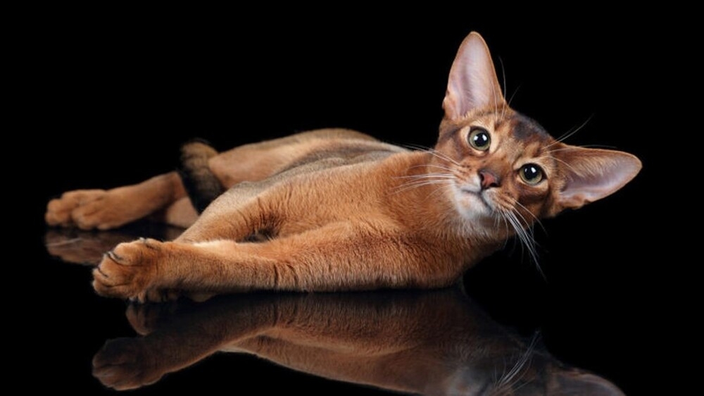 
        Кота из&nbsp;России признали самым красивым в&nbsp;мире    