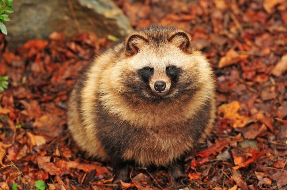 
        Упитанный пушистый воришка    