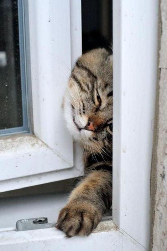 
        20+ хвостатых упрямцев, демонстрирующих разные грани и&nbsp;степени кошачьей настойчивости    