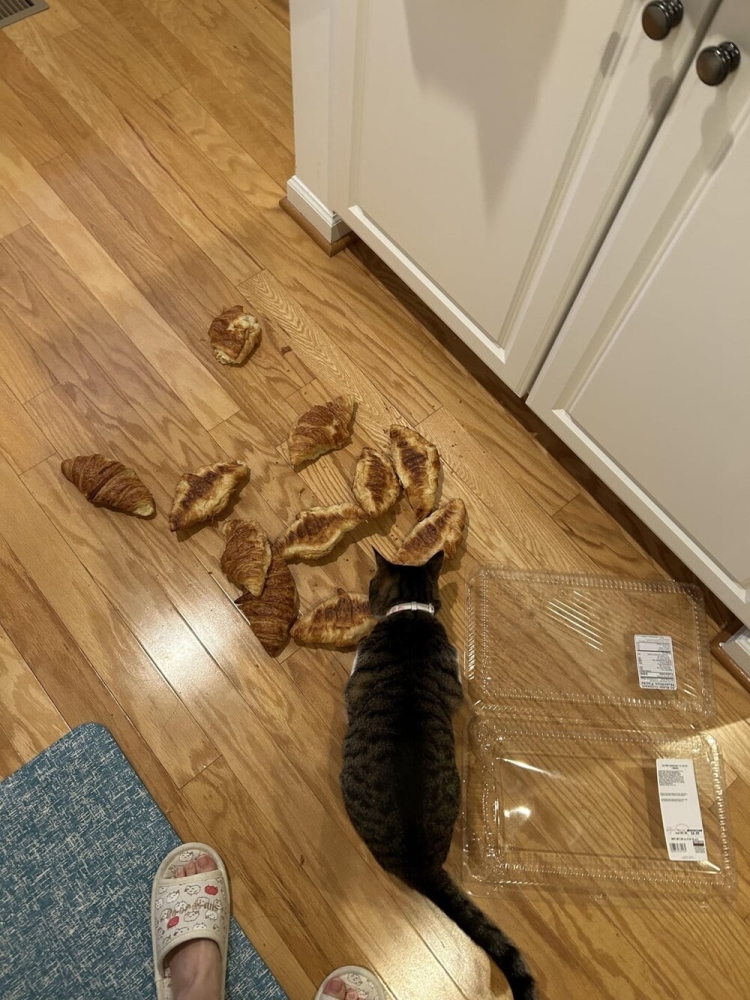 
        20&nbsp;примеров занятий котиков, считающих, что&nbsp;их&nbsp;никто не&nbsp;видит    