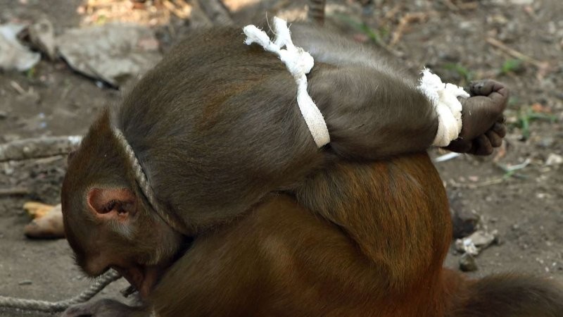 
        Украл, укусил - под&nbsp;арест: как&nbsp;устроена обезьянья тюрьма    