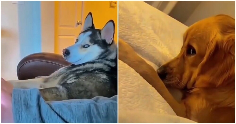 
        Реакции собак, которых перестали гладить хозяева    