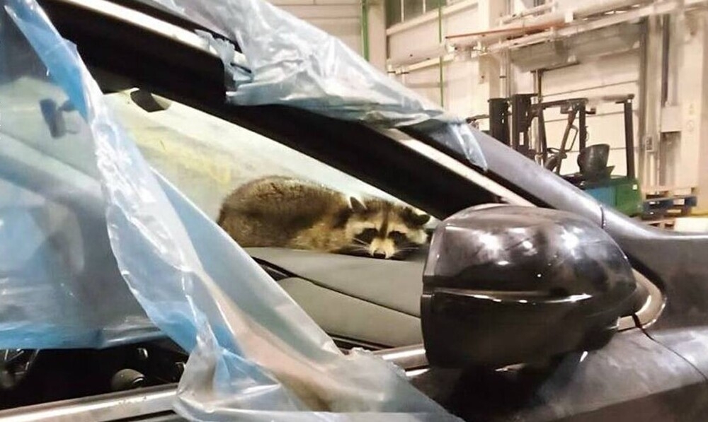 
        Енот "сбежал" из&nbsp;США&nbsp;в&nbsp;Беларусь    