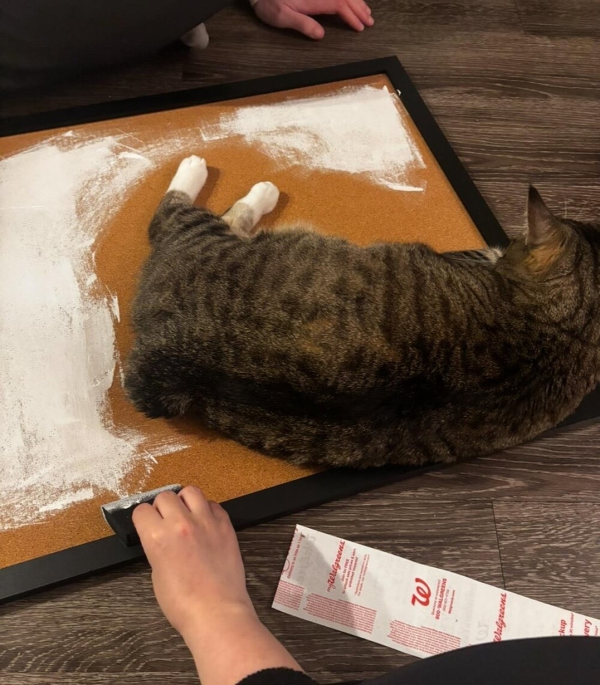 25 котиков, которые следят за дедлайнами и настроением
25 котиков, которые следят за дедлайнами и настроением