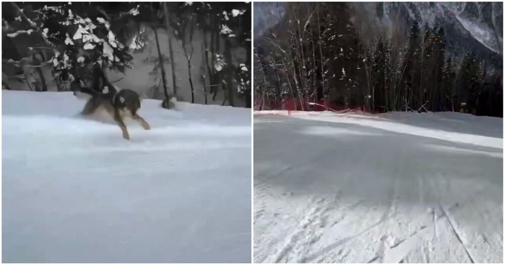 
        Преследовавшую сноубордиста собаку приняли за&nbsp;волка    