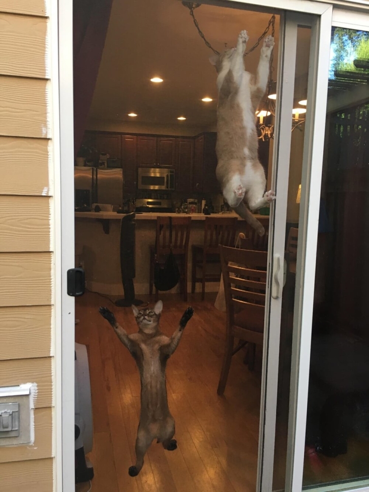 
        20+ хвостатых упрямцев, демонстрирующих разные грани и&nbsp;степени кошачьей настойчивости    