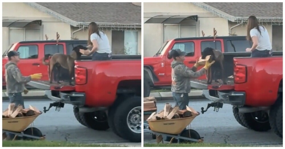 
        Четвероногий помощник    