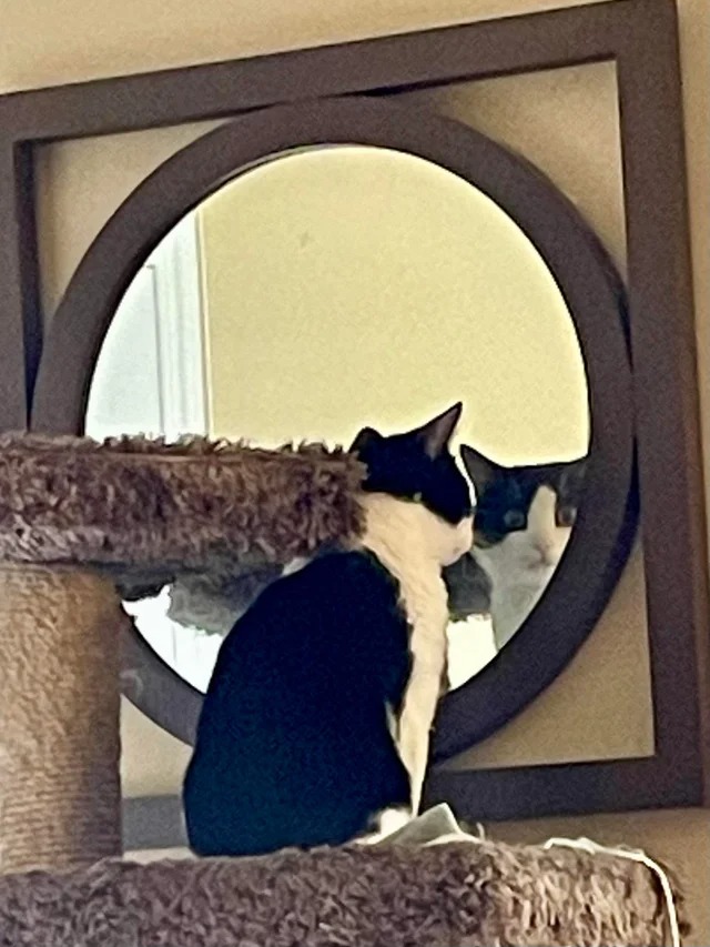 Подборка фотографий со смешными котами (22 фото)