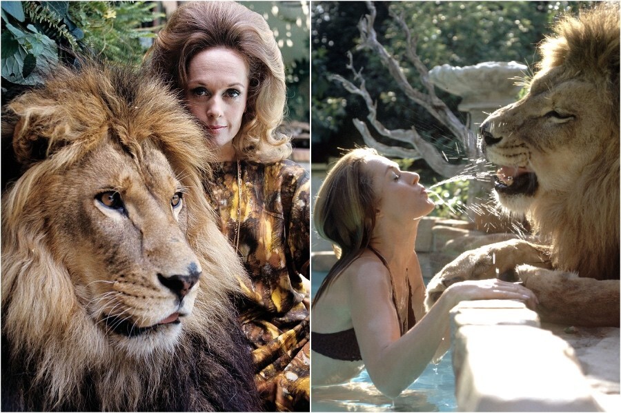 Львиная доля Типпи Хедрен: как муза Хичкока променяла блеск Голливуда на жизнь с хищниками
Львиная доля Типпи Хедрен: как муза Хичкока променяла блеск Голливуда на жизнь с хищниками