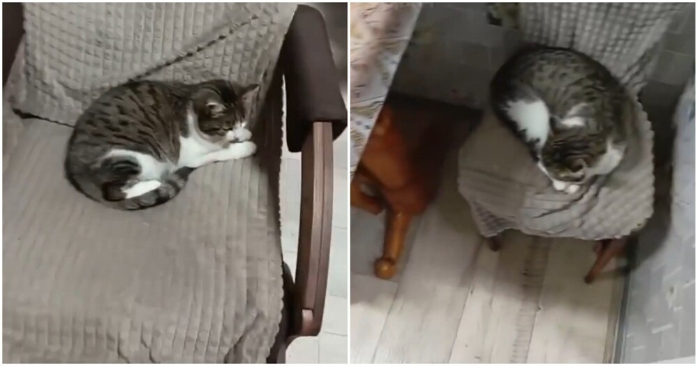 Кот Васёк хорошо устроился
Кот Васёк хорошо устроился