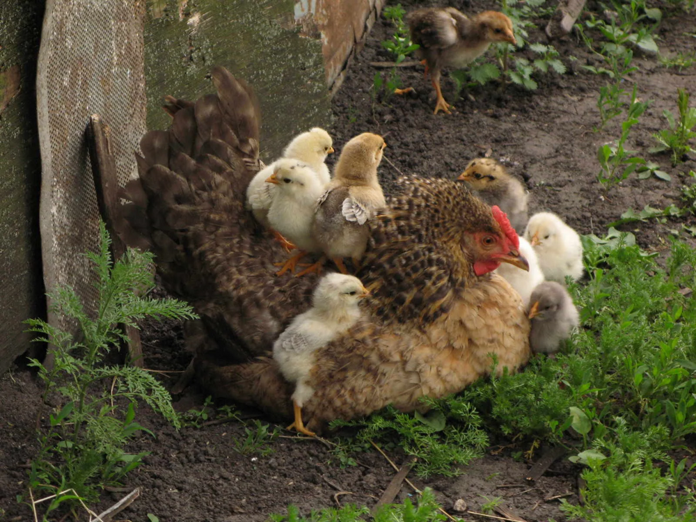 Почему утята ходят гуськом, а цыплята — толпой?
Почему утята ходят гуськом, а цыплята — толпой?