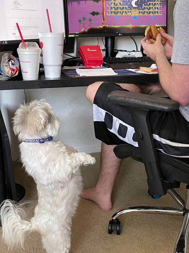 Смешные животные, которым нужна ваша еда (22 фото) Смешные животные, которым нужна ваша еда (22 фото)