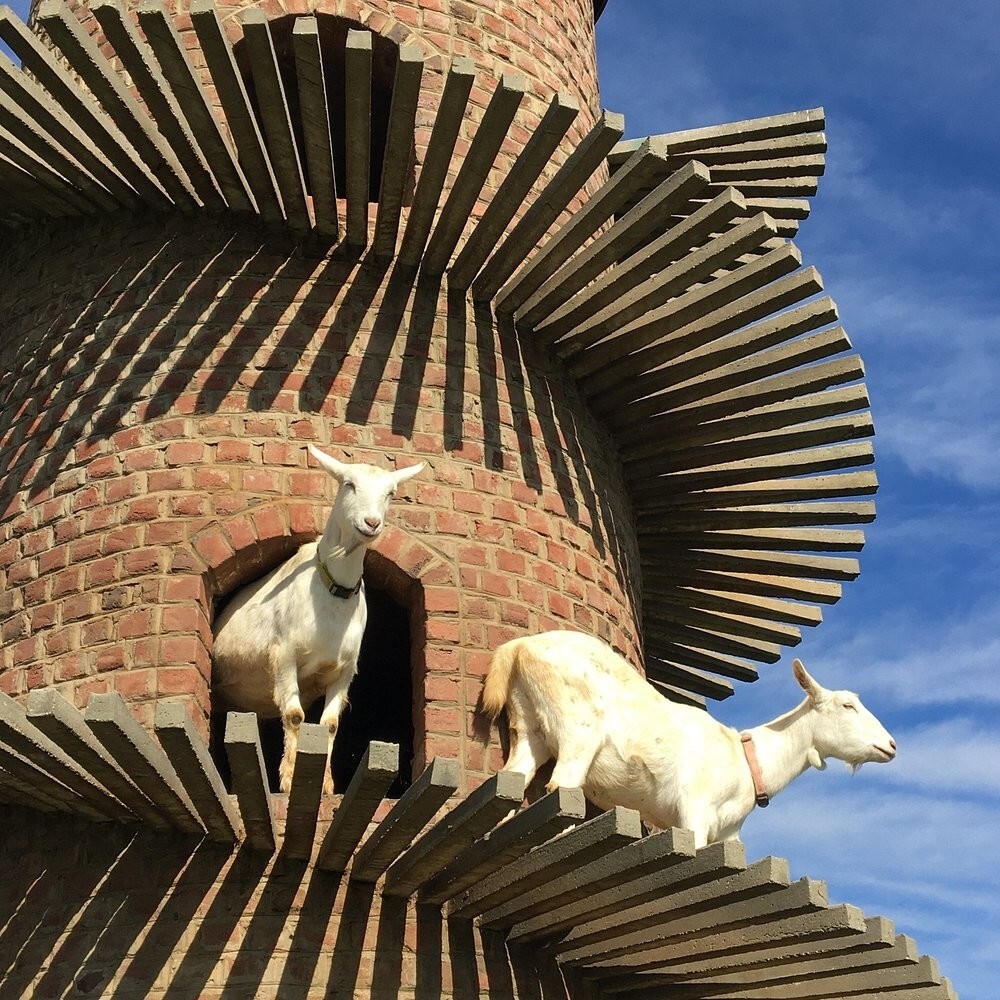 Тайная башня козьей радости в Иллинойсе
Тайная башня козьей радости в Иллинойсе