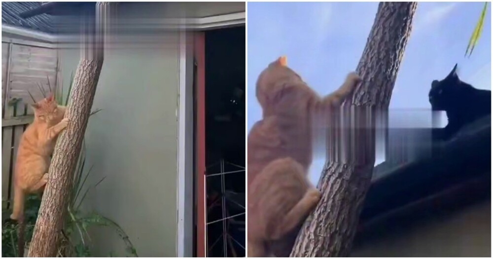 Мстительный слепой кот
Мстительный слепой кот