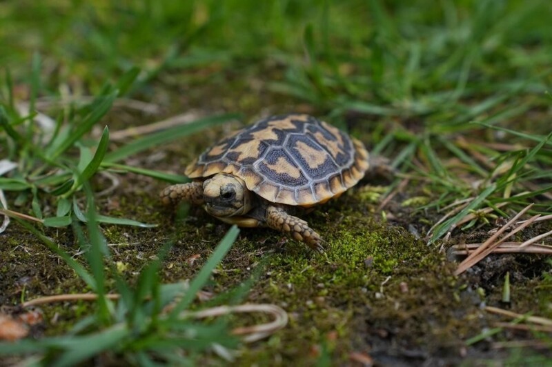 
        Московский зоопарк установил мировой рекорд по&nbsp;числу представленных видов животных    