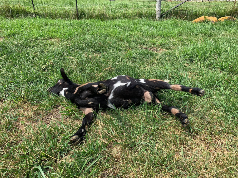 Обморочные козы: они вырубаются от любого чиха
Обморочные козы: они вырубаются от любого чиха