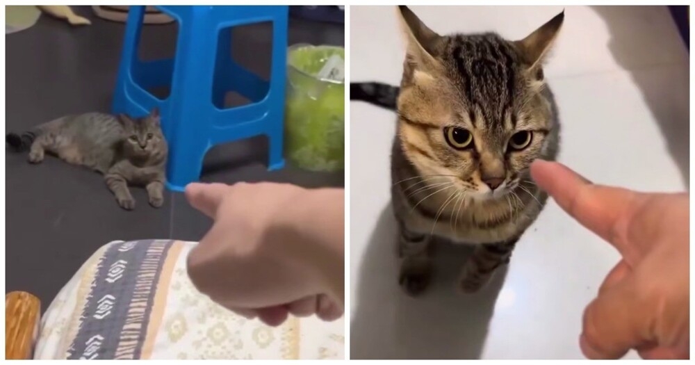 
        Коты, которые не&nbsp;любят, когда в&nbsp;них&nbsp;тычут пальцем    