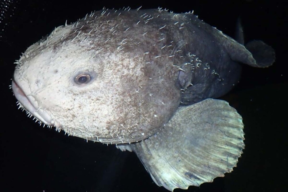 
        Рыба-капля: морской обитатель с&nbsp;лицом грустного старика    