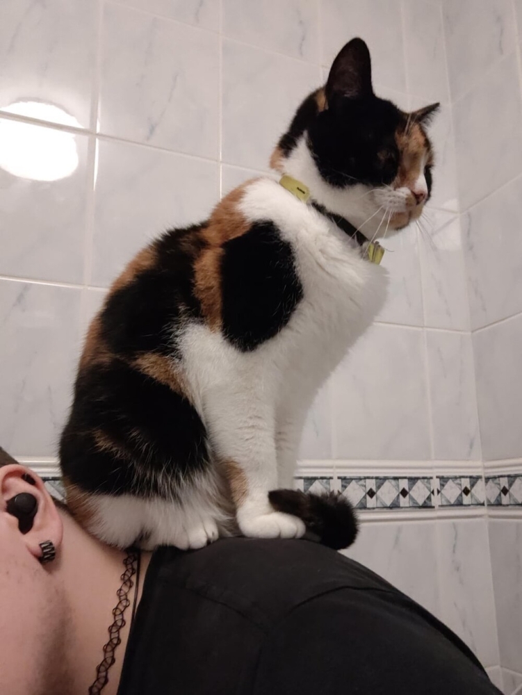 25 котиков, которые следят за дедлайнами и настроением
25 котиков, которые следят за дедлайнами и настроением