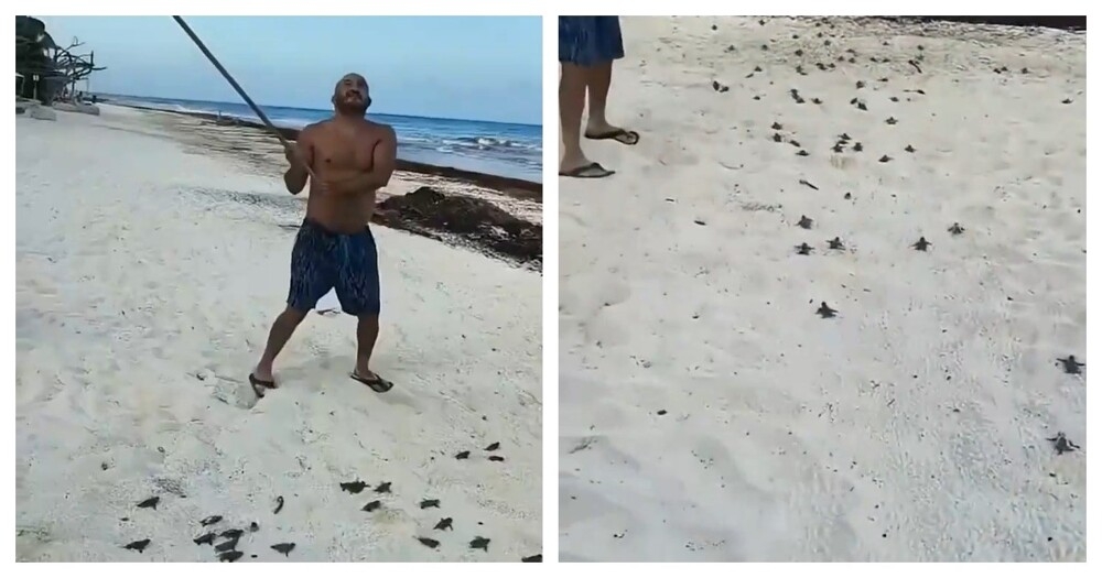 
        Мужчина пришёл на&nbsp;помощь черепахам    