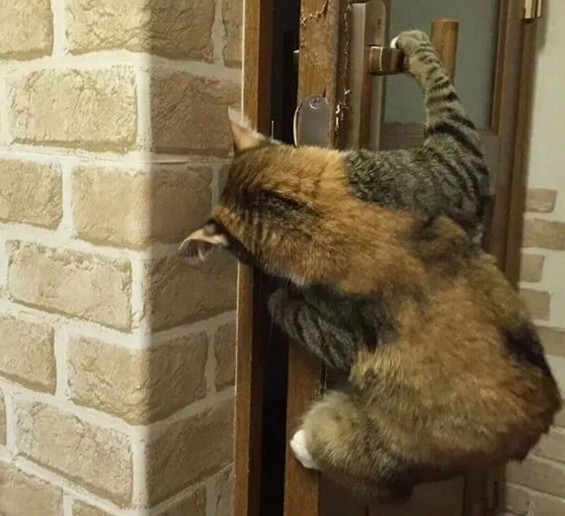 
        20+ хвостатых упрямцев, демонстрирующих разные грани и&nbsp;степени кошачьей настойчивости    