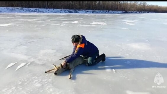 
        Застрявшую на&nbsp;льду Волги косулю спасли под&nbsp;Саратовом    