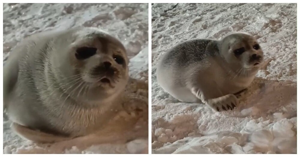 
        Тарантиновский диалог случился между владельцем катера и&nbsp;нерпой в&nbsp;Мурманской области    