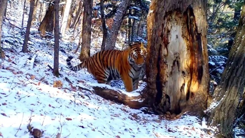 
        Амурский тигр "нежился" с&nbsp;деревом в&nbsp;национальном парке в&nbsp;Приморье    
